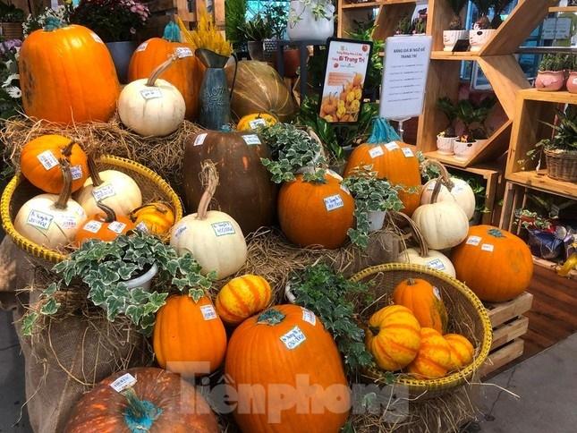 Bí ngô tiền triệu chưa đến Halloween đã cháy hàng-2