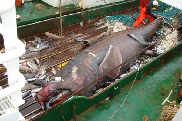 Cá mập trắng tung người nhảy lên mặt nước ngay sát người lướt sóng-3