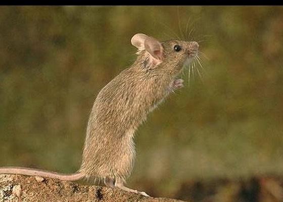 4 tuổi tiền bạc dư thừa, hầu bao rủng rỉnh sau ngày Rằm tháng 9-2