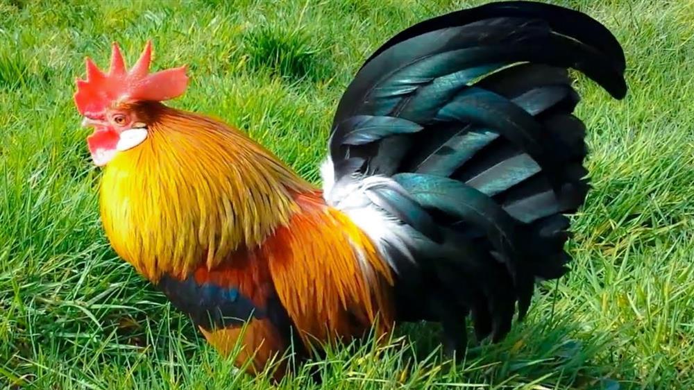 4 tuổi tiền bạc dư thừa, hầu bao rủng rỉnh sau ngày Rằm tháng 9-3