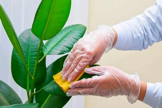 5 loại cây đẹp nhưng là khắc tinh Thần Tài, khiến gia đạo lụi bại