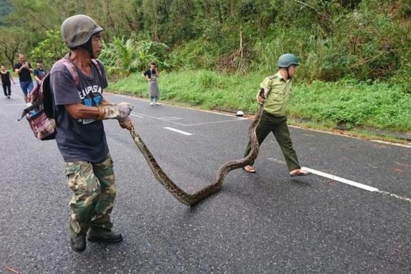 Trăn gấm 30 kg quấn chết khỉ ở Sơn Trà-1