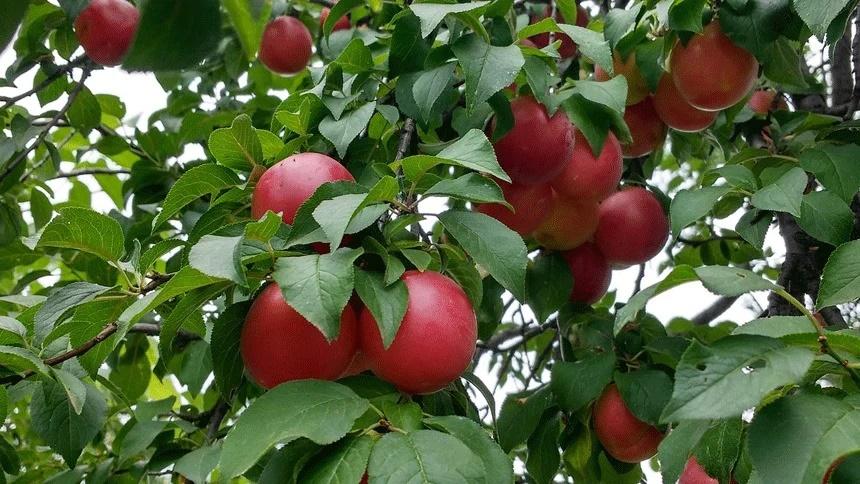 Trồng 3 loại cây cảnh ở ban công, tài lộc vào nhà như thác đổ-2