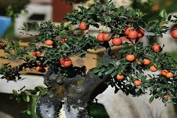 4 dấu hiệu phá tài trong phong thủy, sửa ngay kẻo tiền chạy khỏi ví-3