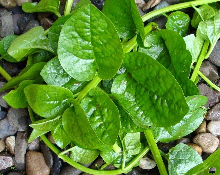 Những loại rau củ an toàn không lo thuốc trừ sâu-2