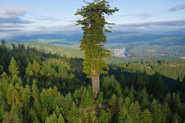 Bí ẩn loài cây luôn nghiêng về xích đạo dù trồng ở bán cầu nào-3