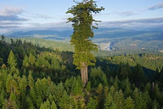 Cây 380 tuổi cao bằng tòa nhà 28 tầng ở Trung Quốc