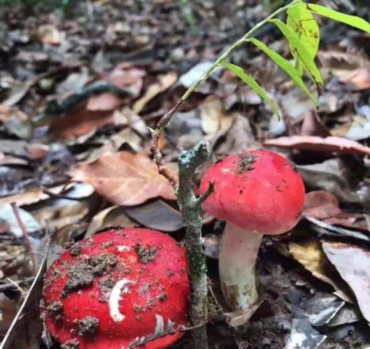 Loại nấm màu đỏ, mọc hoang, người dân nói thấy nó như thấy vàng-2
