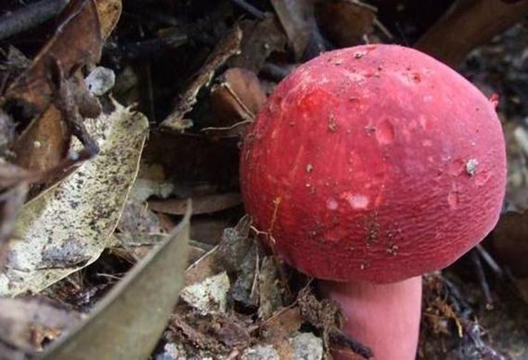 Loại nấm màu đỏ, mọc hoang, người dân nói thấy nó như thấy vàng-6