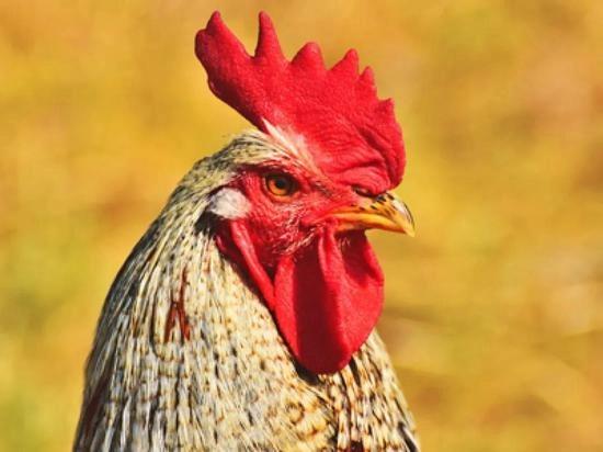 Tử vi hàng ngày 12 con giáp thứ Bảy 15/10/2022: Đắc thời vận, vạn như ý-3