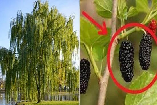 5 loại cây trồng trong dương trạch, không nghèo cũng bại vong