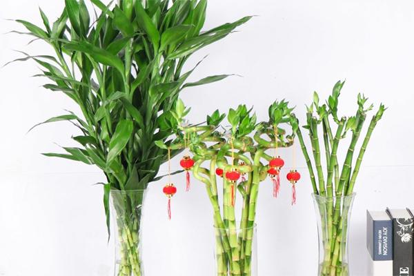 3 cây cảnh cấm đặt trong phòng ngủ, vợ chồng xui xẻo chia ly-4