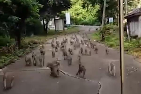 Hàng chục con khỉ ngồi uống sữa chua ở Thái Lan-1