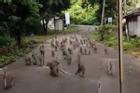 Hàng trăm con khỉ đuổi theo xe chở chuối ở Thái Lan