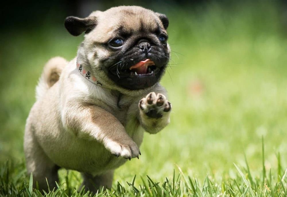 Ngày 16/10 Cát Tinh chiếu rọi, điểm danh 4 tuổi tiền về ào ào-3