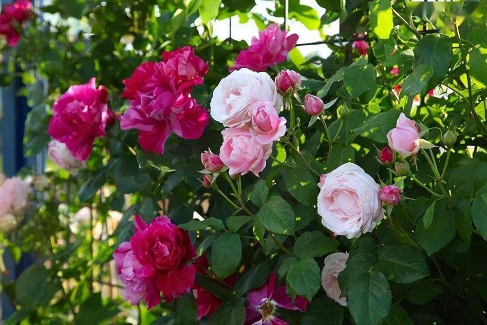 Trong nhà xuất hiện 4 điều chứng tỏ gia chủ được ăn lộc Tổ Tiên-1