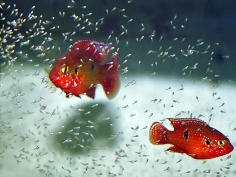 Trong nhà xuất hiện 4 điều chứng tỏ gia chủ được ăn lộc Tổ Tiên-2