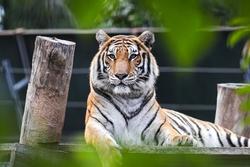Tính cách người tuổi Dần có thực giống con hổ?