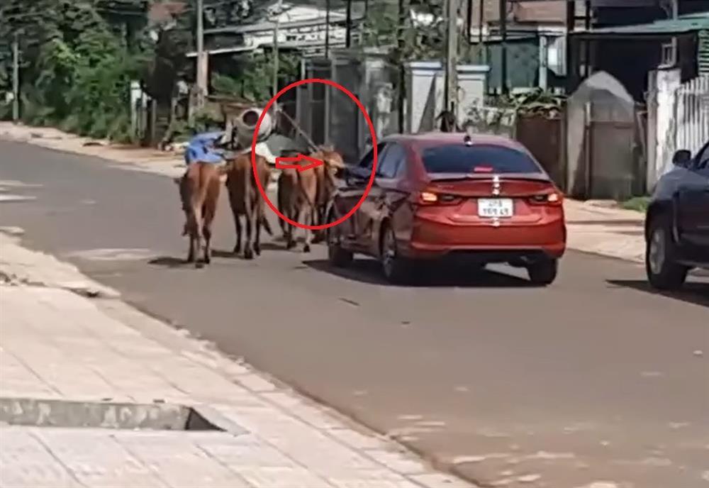 Dân mạng choáng váng xem người nông dân lái ô tô đi chăn bò-1