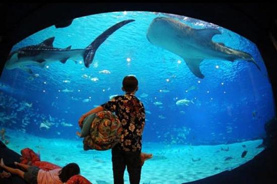 Bên trong thủy cung đẹp nhất ở Mỹ