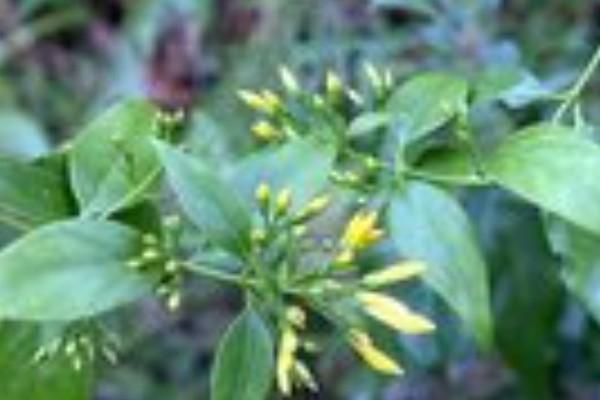 7 người nguy kịch do uống nước đun từ thân cây lá ngón-2