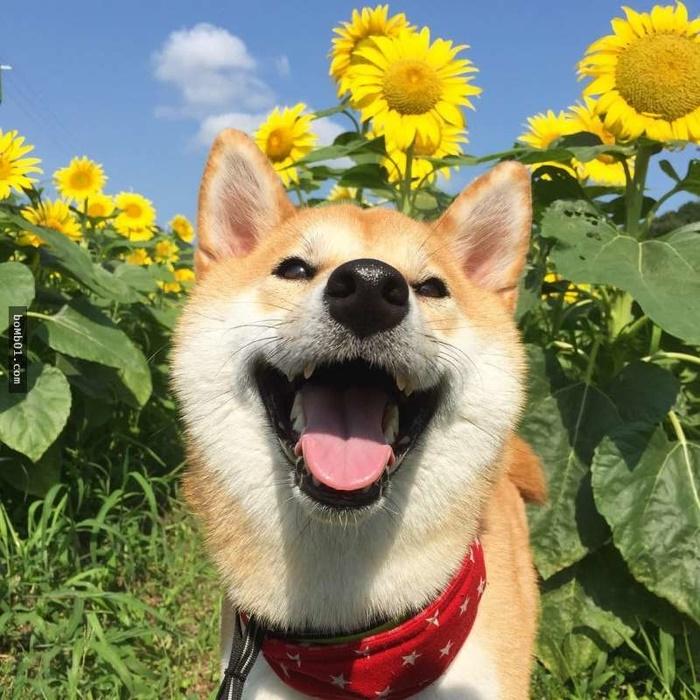 5 con giáp định mệnh dát vàng, đổi vận giàu sụ trong 2 năm tới-4