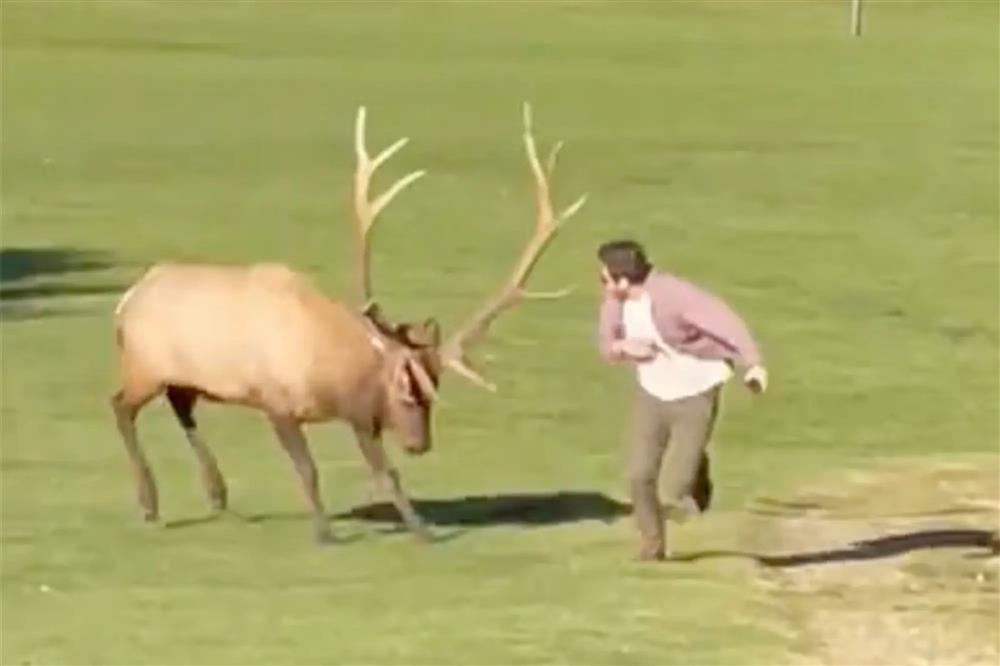Nai sừng rượt du khách chạy té khói vì chụp ảnh nhiều-1