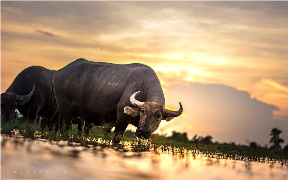 3 con giáp như kén tằm tạo vỏ thu mình, luôn mặc cảm tự ti-2