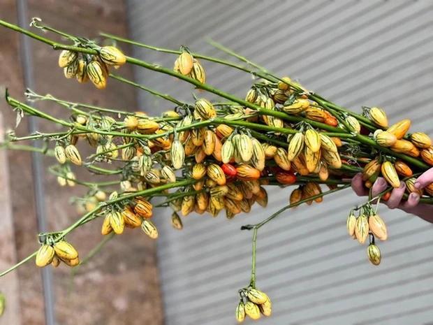 Mới lạ cành quả cắm bình đang làm mưa, làm gió thị trường-3