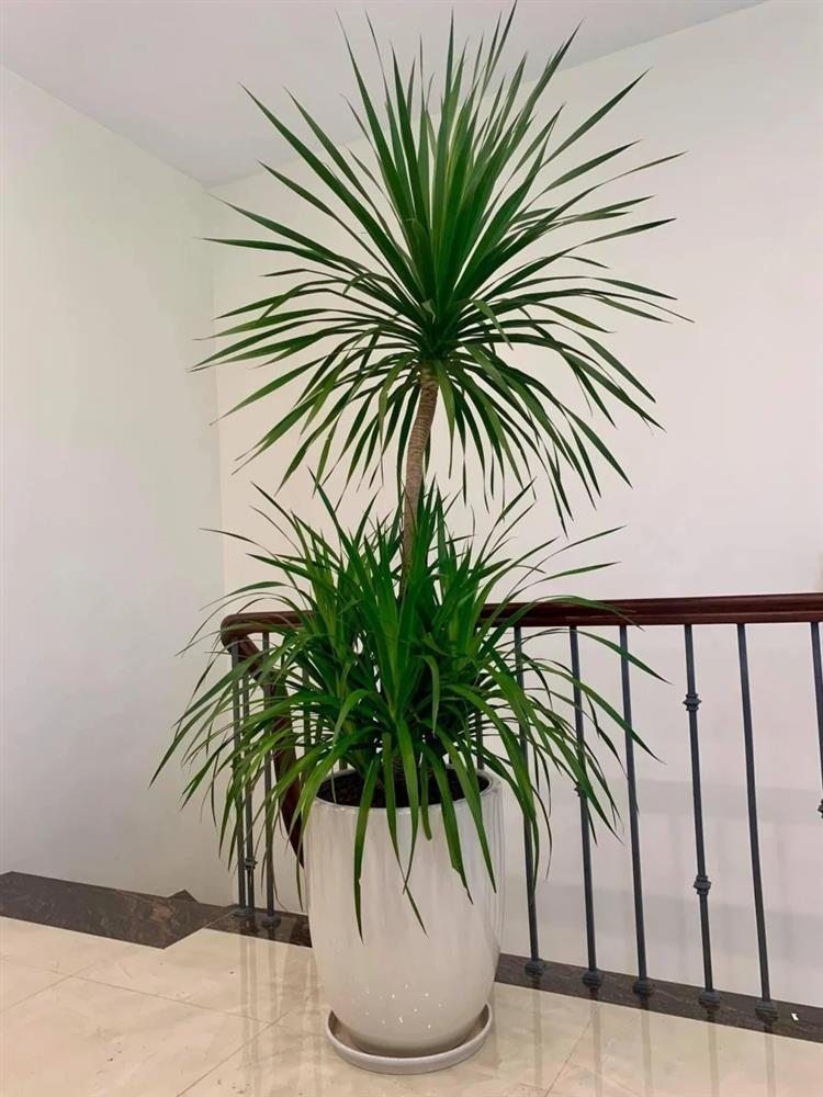 3 cây cảnh cấm đặt trong phòng ngủ, vợ chồng xui xẻo chia ly-2