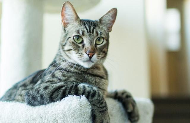 4 tuổi thiếu TÌNH thừa TIỀN, 6 tháng tới của nả ngập nhà-1