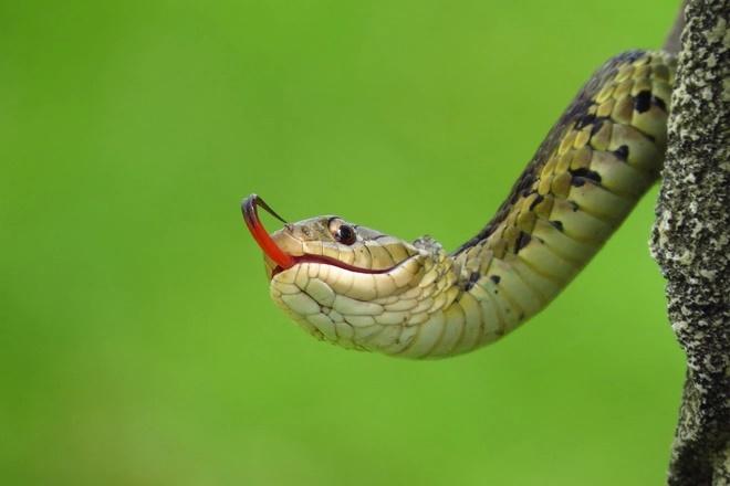 Cuối tháng 9 Âm lịch: Người sao Kế Đô hứng xô lộc lá-3