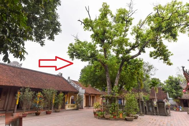 5 loại cây trồng trong dương trạch, con cháu 3 đời khốn khó lao đao-1