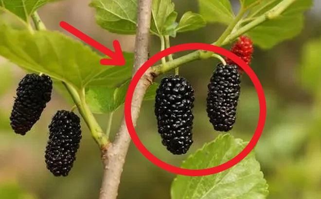 5 loại cây trồng trong dương trạch, con cháu 3 đời khốn khó lao đao-3