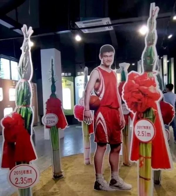 Khoai lang to hơn đầu người, hành lá cao cả mét ở Trung Quốc-3