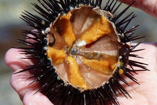 Món nhân sâm biển có đầy ở Phú Quốc được giới thượng lưu Nhật cực yêu thích-7