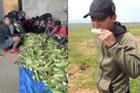 Quang Linh Vlog khoe thu hoạch ngô, nhìn thành quả ai cũng choáng