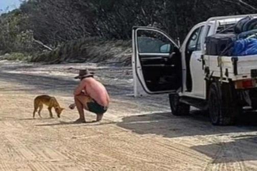 Bị phạt 1.400 USD vì cho chó hoang ăn-1