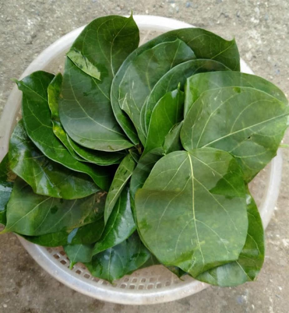 Loại lá rất ngon cùng tên với loại lá độc có thể gây chết người-1