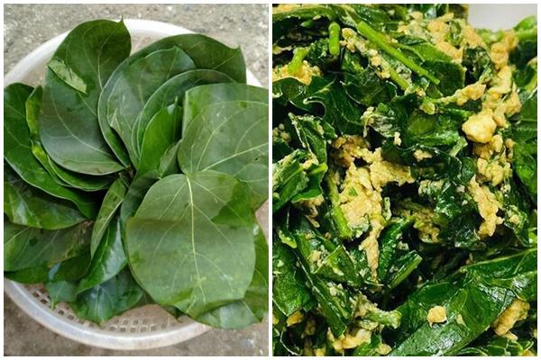 Tất tần tật về loại lá hồi sinh ở Việt Nam được người Nhật săn lùng-5