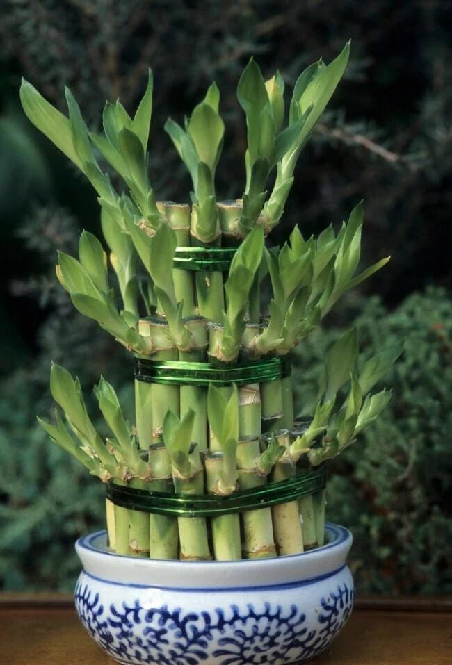 5 cây cảnh như báu vật trăm năm, trồng 1 cây cũng 3 đời hưởng lộc-4