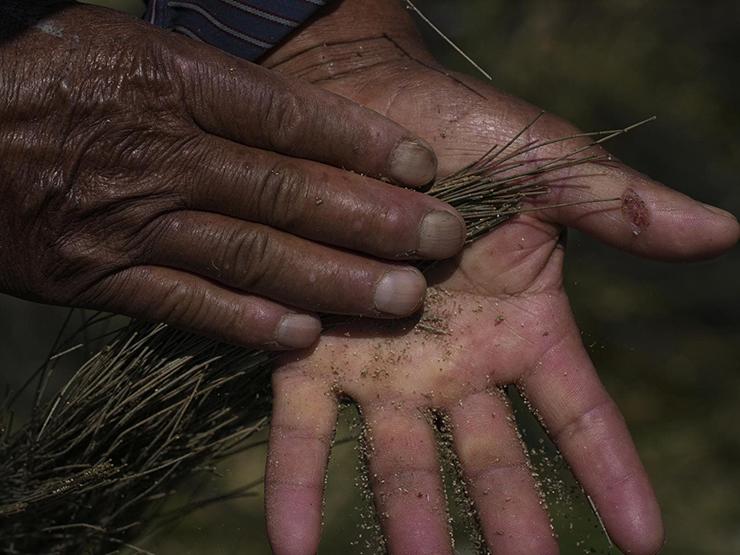 Trứng loại ruồi được ví như đồ ăn dành cho các vị thần-3