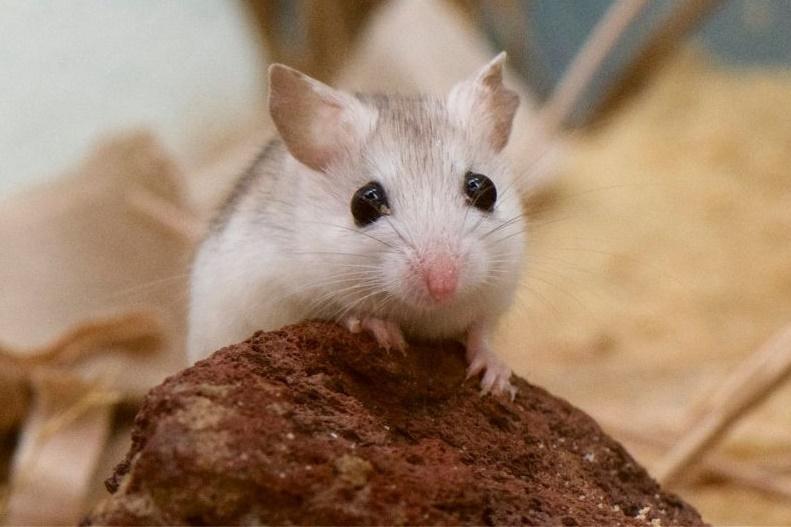 Tử vi hàng ngày 12 con giáp Chủ Nhật 23/10/2022: Chạm tay cúp vàng-1