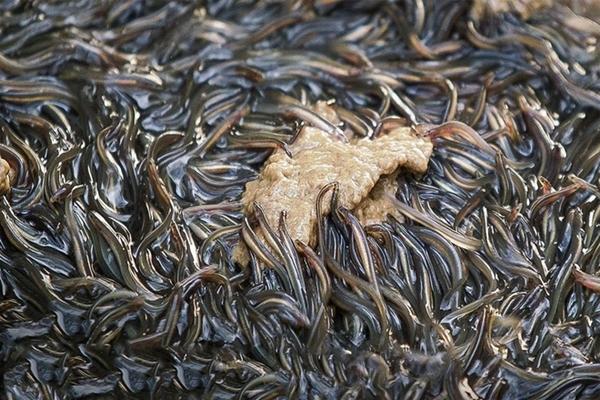 3 thực phẩm người Nhật hay thêm vào bữa cơm để giữ ấm cơ thể-4