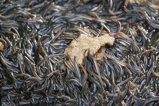 Cách người Nhật chế biến thịt lươn giá 35.000 USD/kg