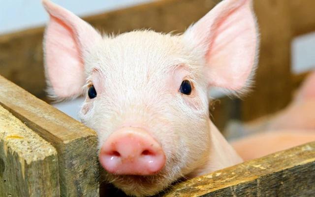 Từ 25 đến 30/10: 3 con giáp may mắn, kiếm tiền nhẹ như không-2