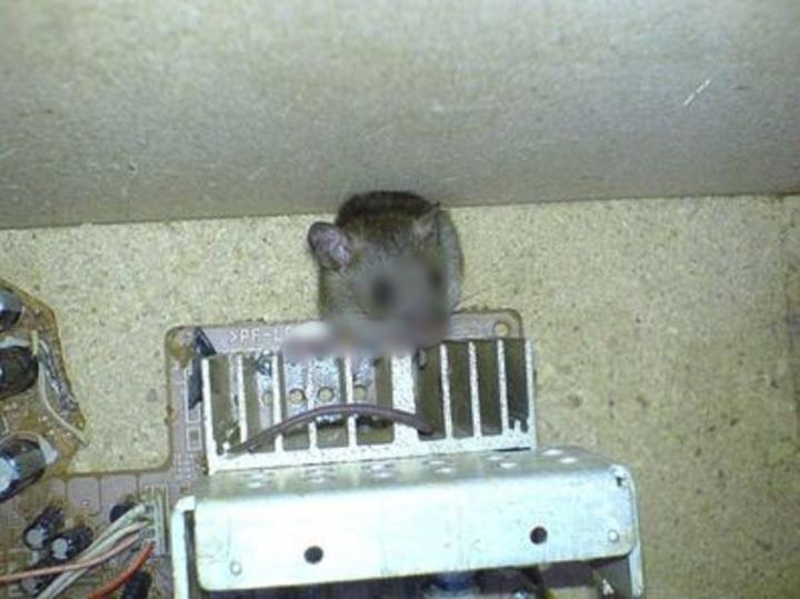 Dở khóc dở cười ‘máy bắt chuột thế hệ mới’ vô tình vừa phát hiện-2