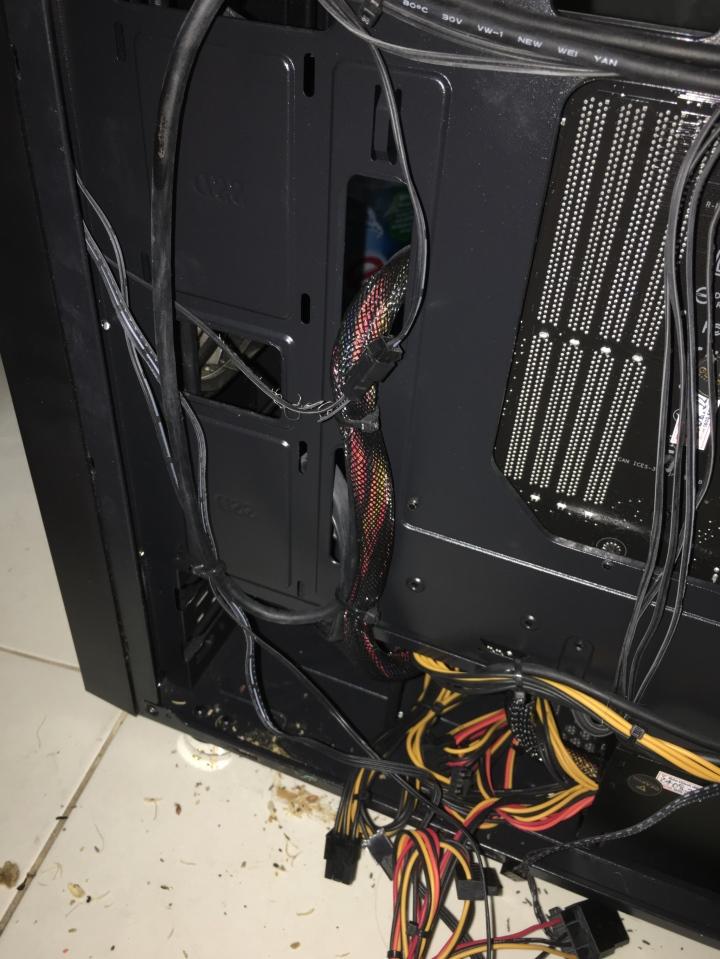 Dở khóc dở cười ‘máy bắt chuột thế hệ mới’ vô tình vừa phát hiện-3