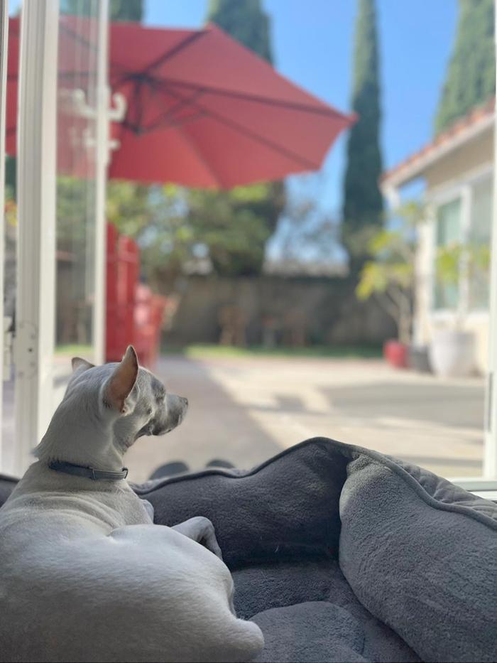 Kim Hiền tậu nhà mới ở Mỹ-12