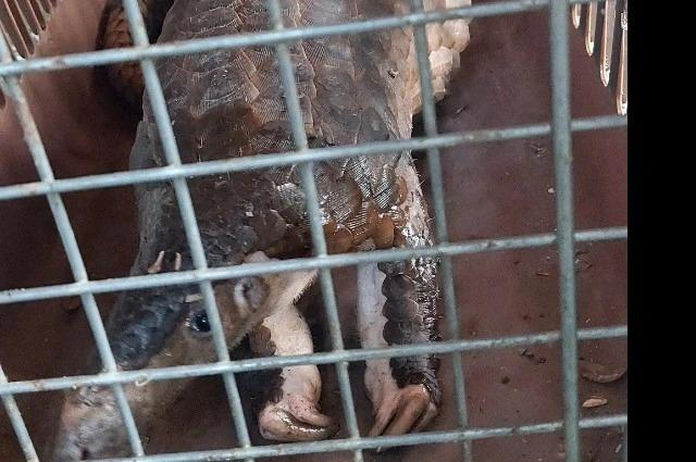 Tê tê quý hiếm được 2 kỹ sư nhặt khi tập thể dục ở TP.HCM-1